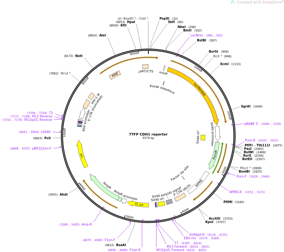 7TFP CDH1 reporter质粒图谱